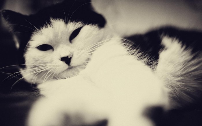 Black and white cat with closed eyes