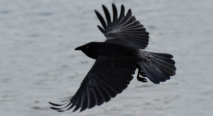 A black crow in flight over water