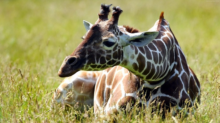 funny, meadow, Giraffe, cute animals
