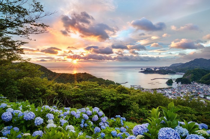 Sunset over a Japanese coastal town with hydrangeas