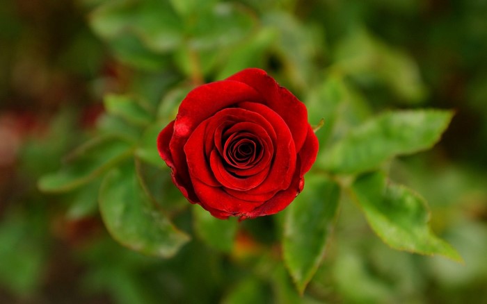 Close up of a red rose with green leaves