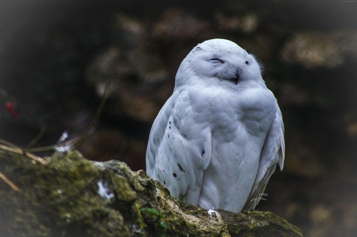 cute animals, Owl, funny