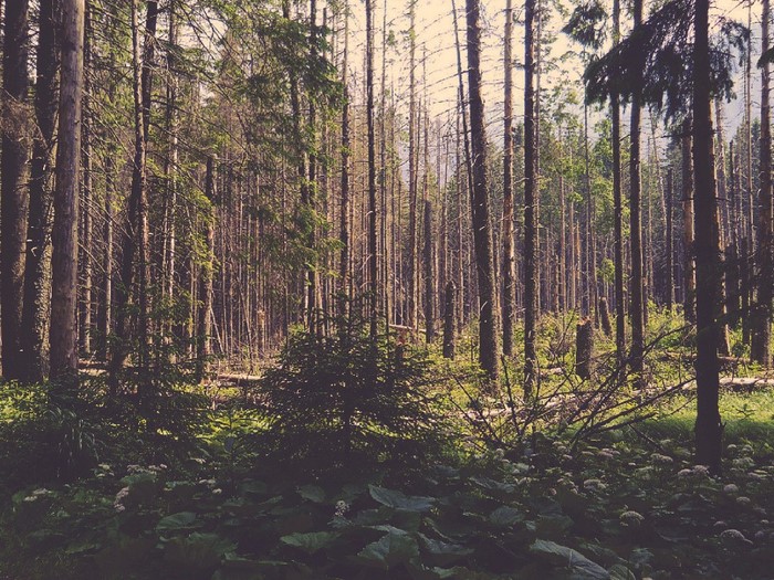 Sunlight filtering through a dense forest with tall trees