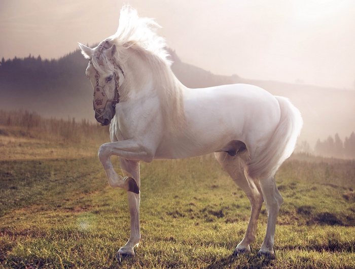 White horse with ornate bridle in a field at sunset