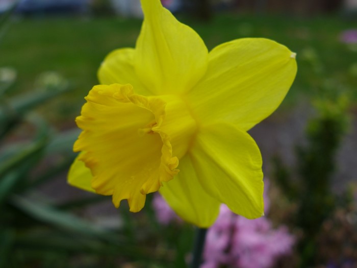 Close-up of a yellow daffodil flower
