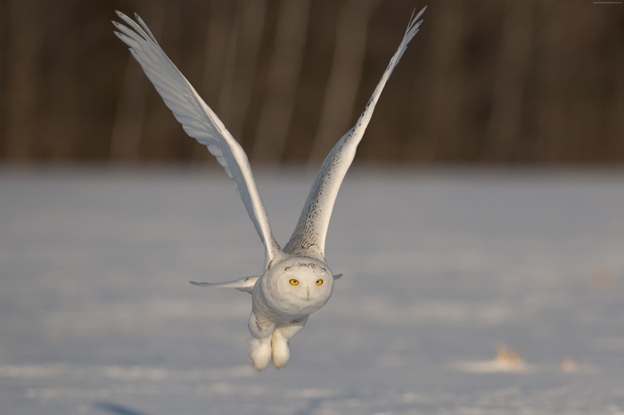 Snowy Owl in flight over snow