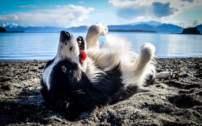 Border Collie dog rolling on a beach with mountains in the background