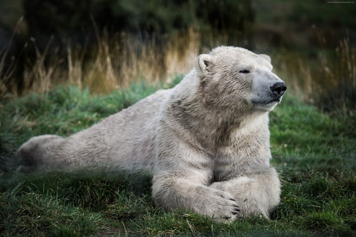 cute animals, look, Polar bear