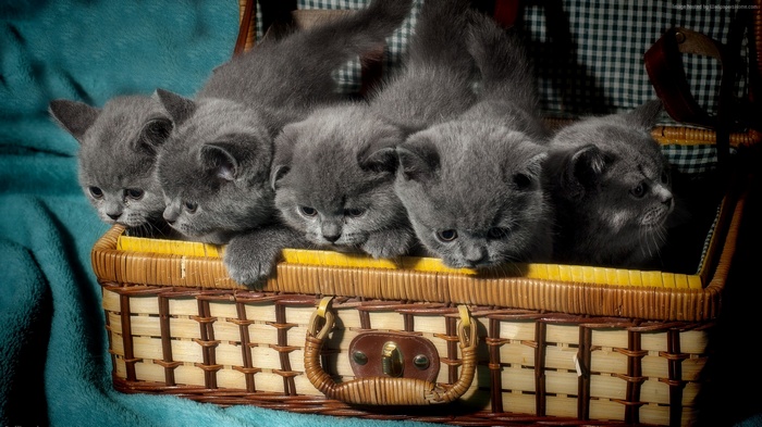 Five adorable British Shorthair kittens in a wicker basket