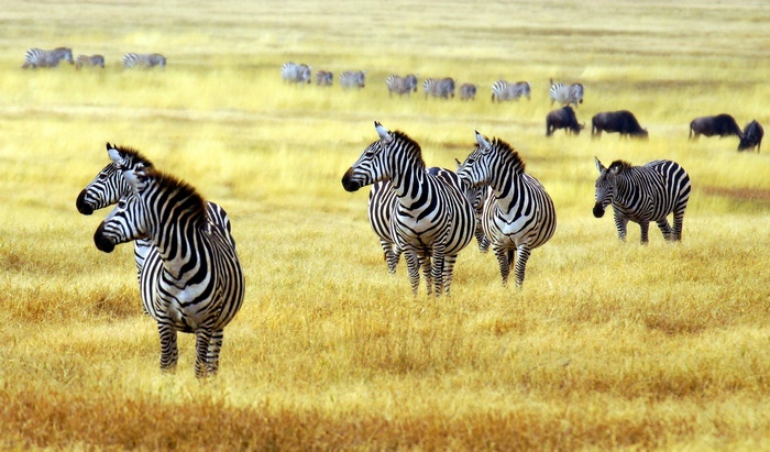 Zebras and wildebeest on a savanna
