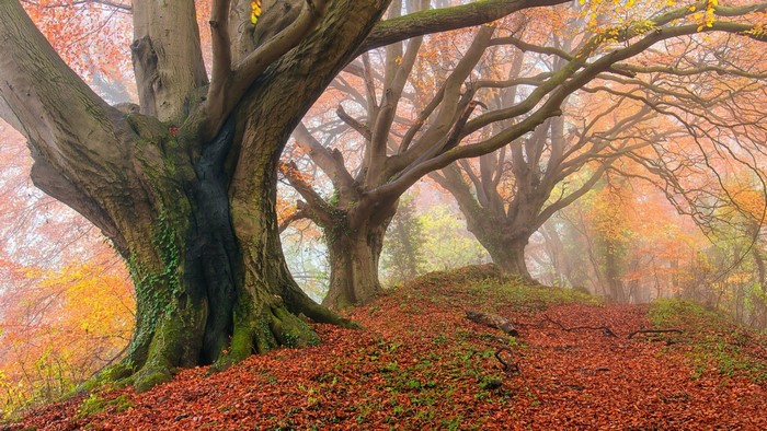 Misty autumn forest with large trees and fallen leaves