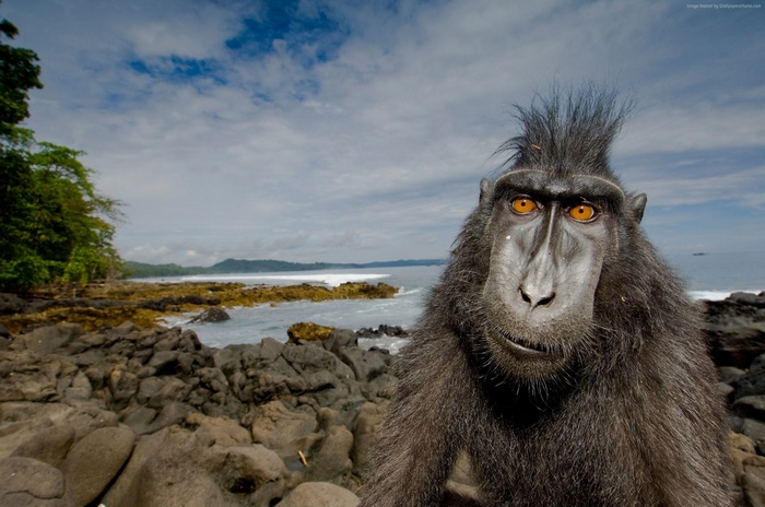 Macaque monkey on a rocky beach with ocean background