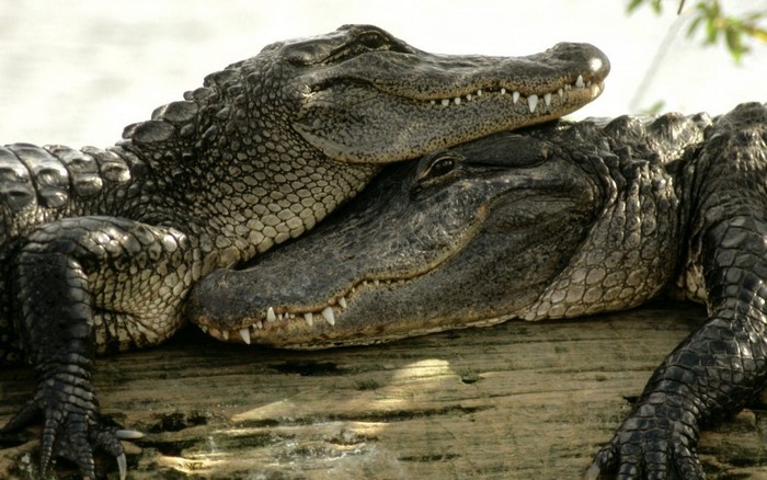 Two alligators resting on a log