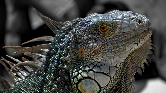 Close up of an iguana's head and scales