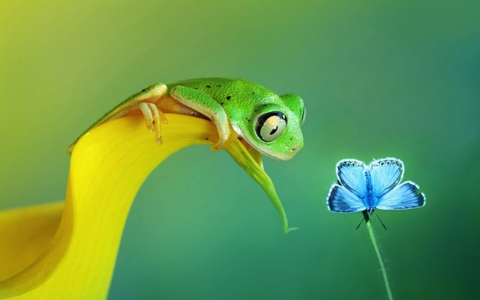 Green frog on yellow petal looking at blue butterfly