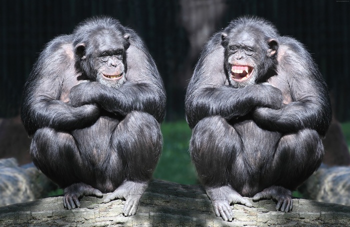 chimpanzee, monkey, couple, funny, cute animals