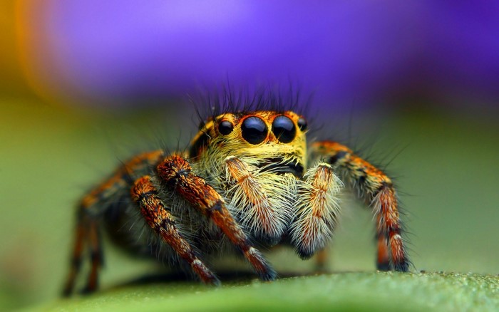 Close-up of a jumping spider with purple background