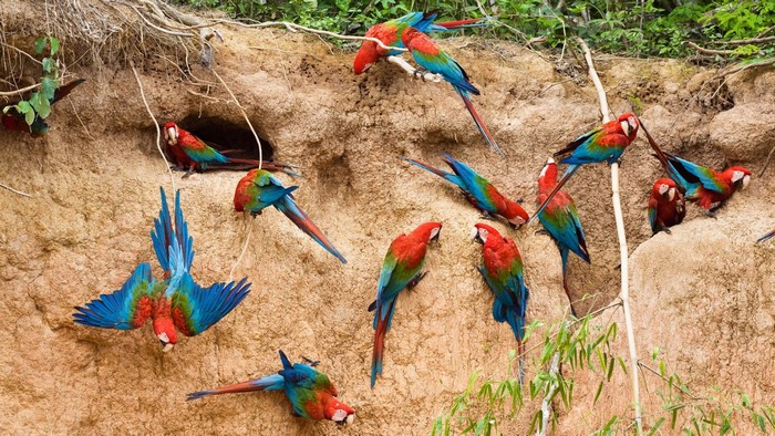 A flock of macaws on a clay cliff face