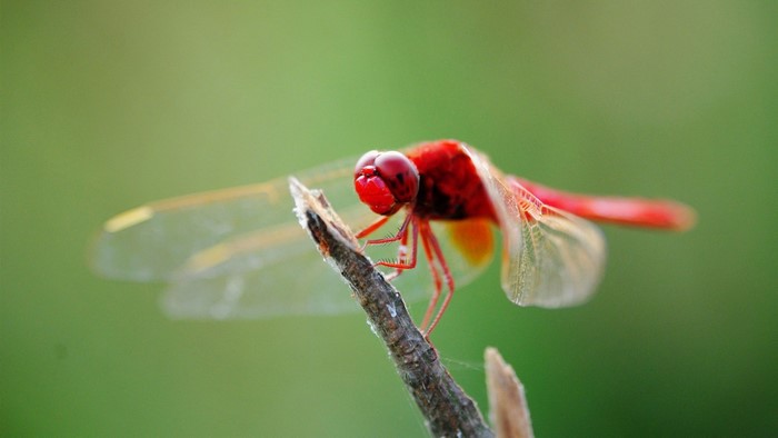Red dragonfly perched on a branch with green background