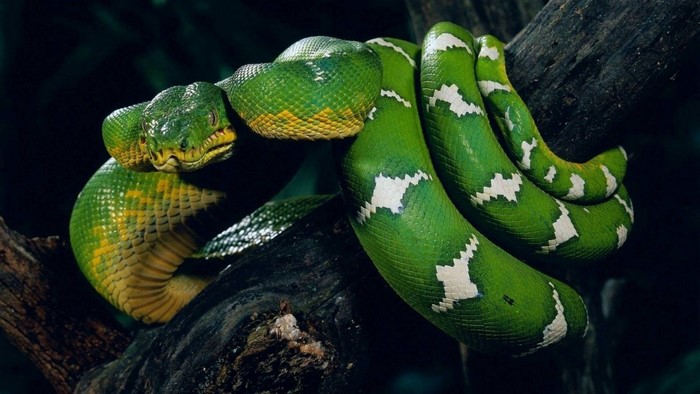 Green snake coiled on a tree branch