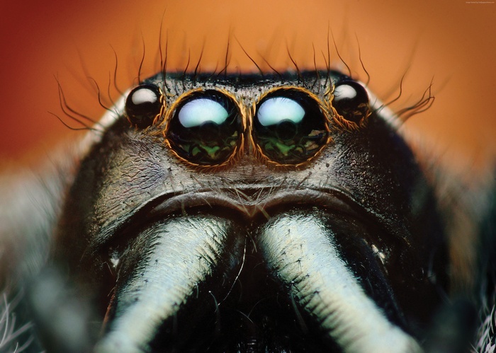 Macro shot of a Bagheera kiplingi spider's face