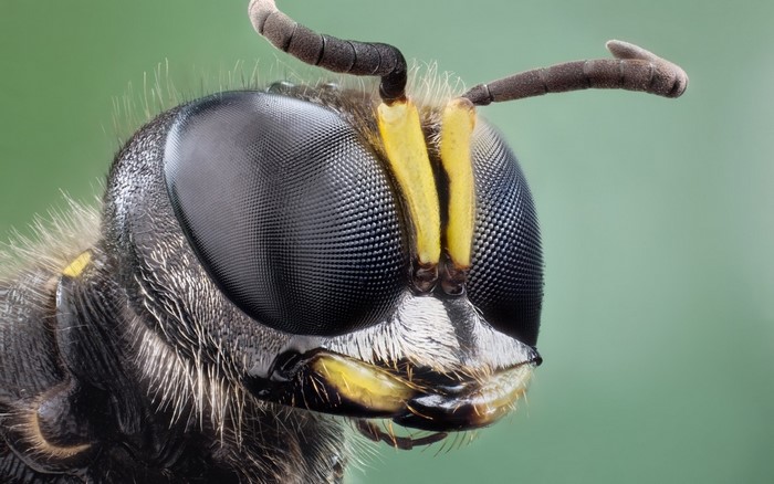 Extreme close-up of a wasp's head with compound eyes