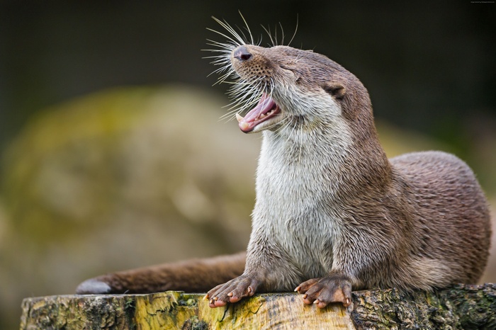 funny, cute animals, otter