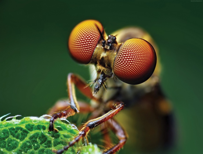 Macro shot of a fly with large compound eyes