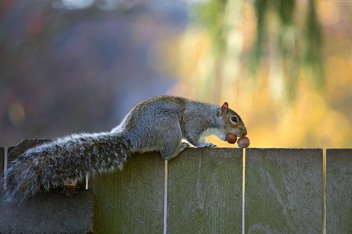 Squirrel holding nuts on a wooden fence