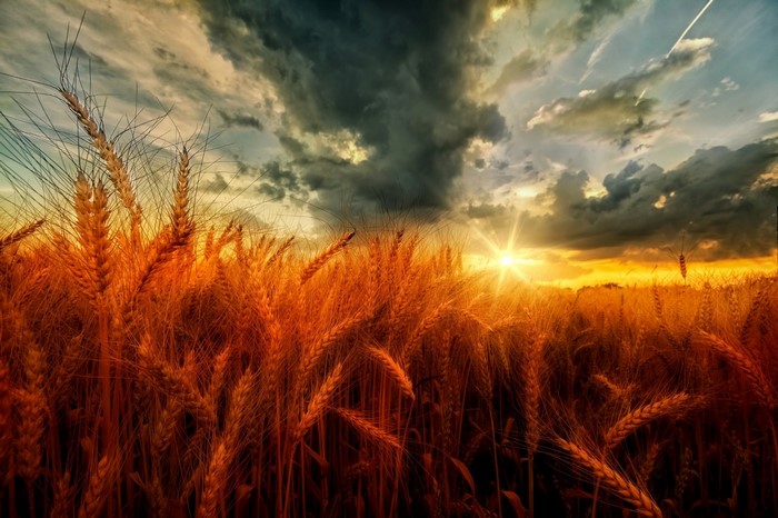Wheat field at sunset with dramatic clouds