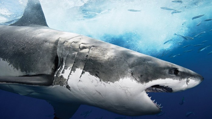 animals, shark, fish, Great White Shark, biology, vertebrate, marine ...