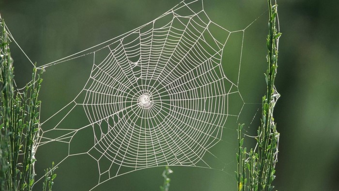 Spider web on green plants