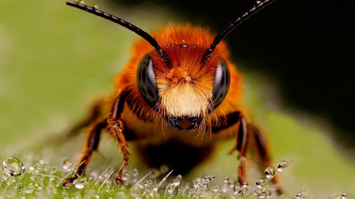 Close-up Macro of a Honey Bee on Leaf