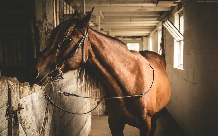 Brown horse in a stable with bridle