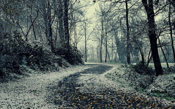 Winding road through a snowy forest in winter