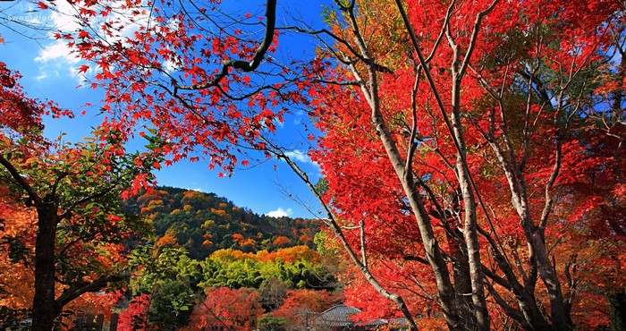 Autumn foliage on a hillside with maple leaves