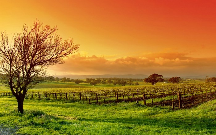 Vineyard landscape at sunset with a lone tree