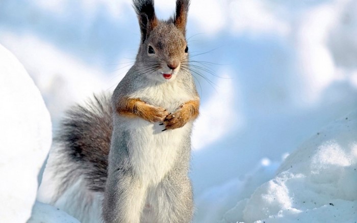 Squirrel standing in the snow