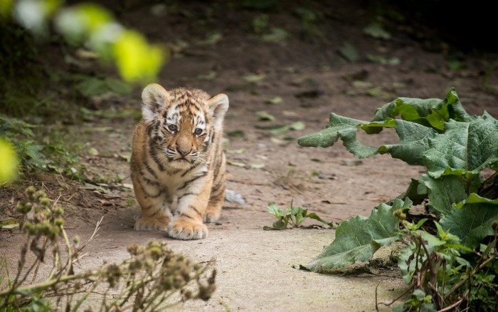 A baby tiger cub walks on a dirt path