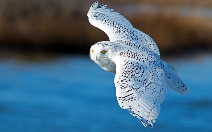 Snowy owl in flight over blue water