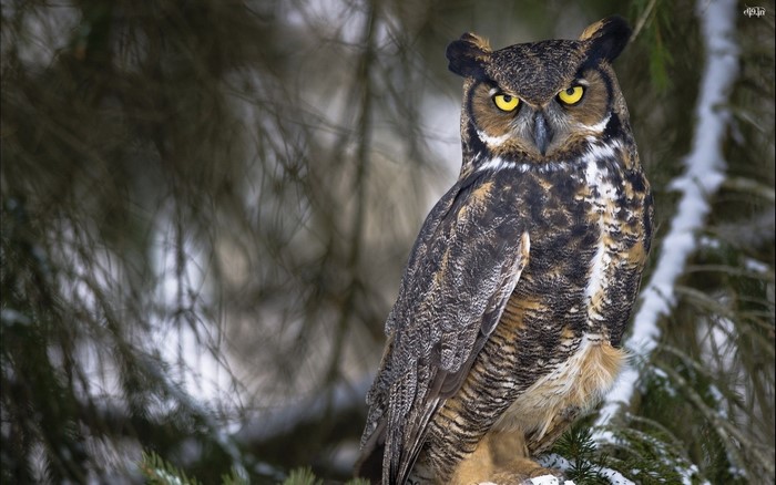 Great Horned Owl perched on a snowy branch