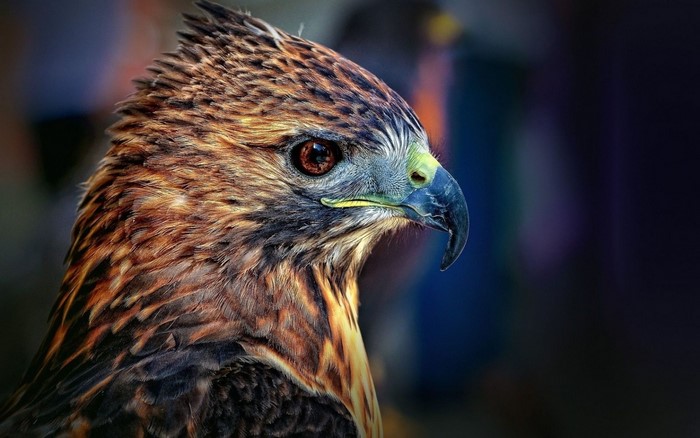 Close up of a hawk's head and feathers