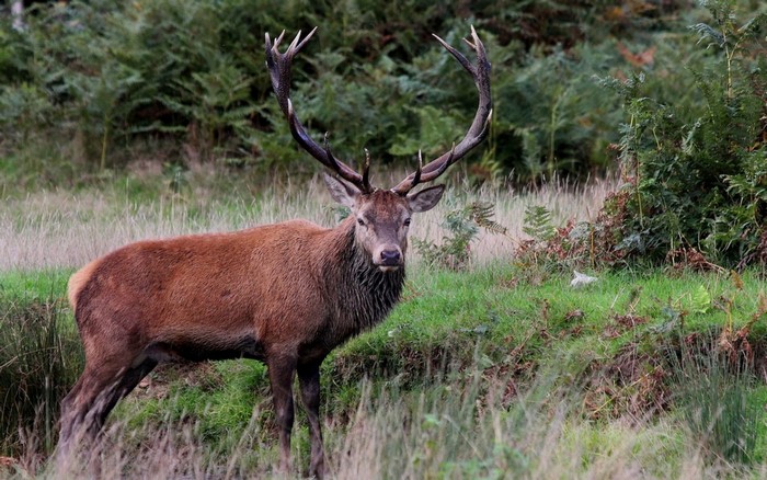 A majestic stag with large antlers stands in a grassy field.