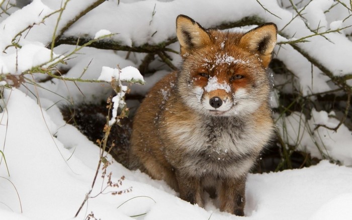 Red Fox in Snowy Winter Forest