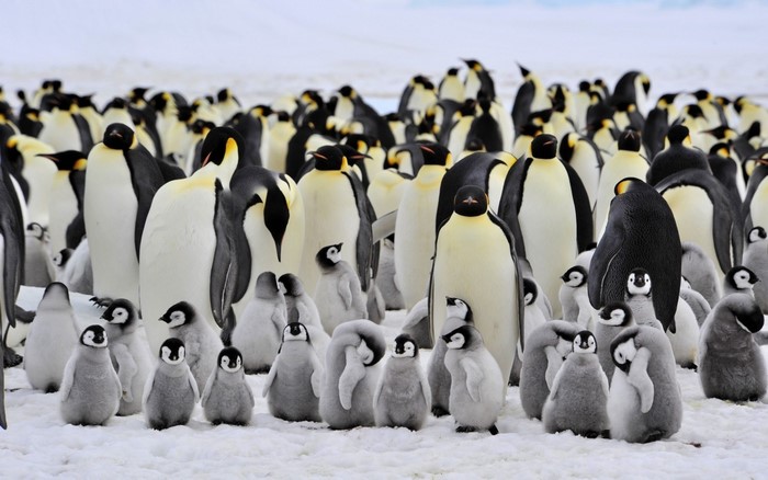 A colony of Emperor penguins and their chicks in the snow