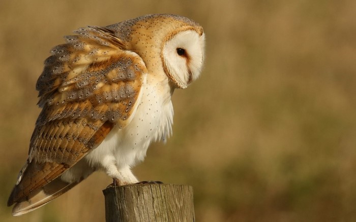 Barn owl perched on a wooden post