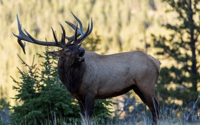 Bull Elk with large antlers in a forest