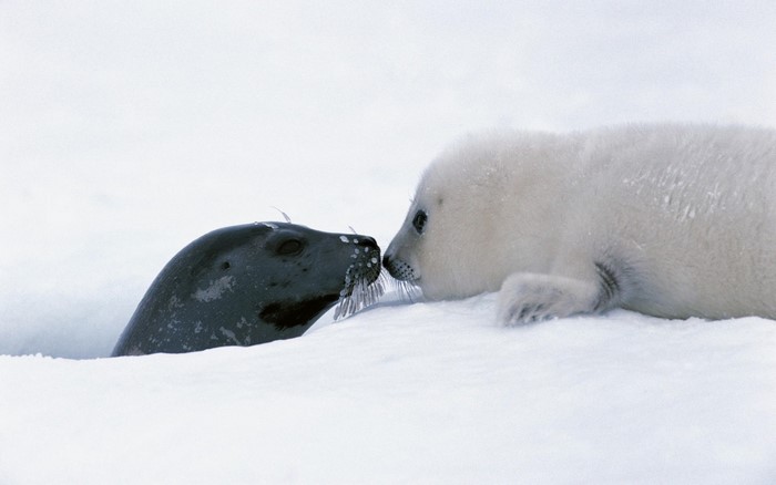 Two seals, one adult and one pup, on snow