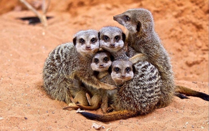 A family of meerkats huddled together on sand