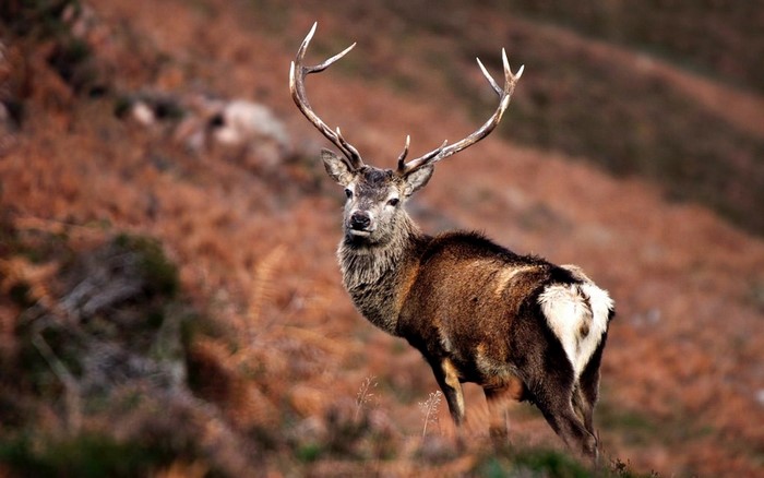 Red deer stag with large antlers in a brown landscape